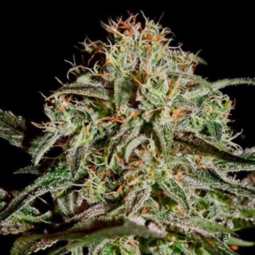 AMS Feminised насіння конопель: фото, характеристики, відгуки, опис