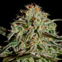 AMS Feminised насіння конопель: фото, характеристики, відгуки, опис