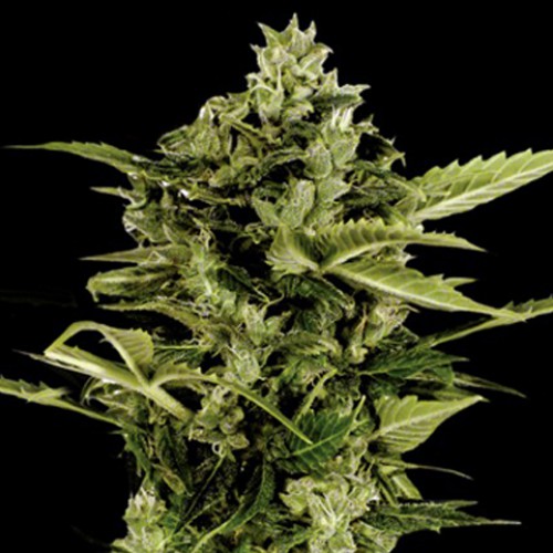 Auto Bomb Feminised семена конопли: фото, характеристики, отзывы, описание