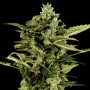 Auto Bomb Feminised семена конопли: фото, характеристики, отзывы, описание