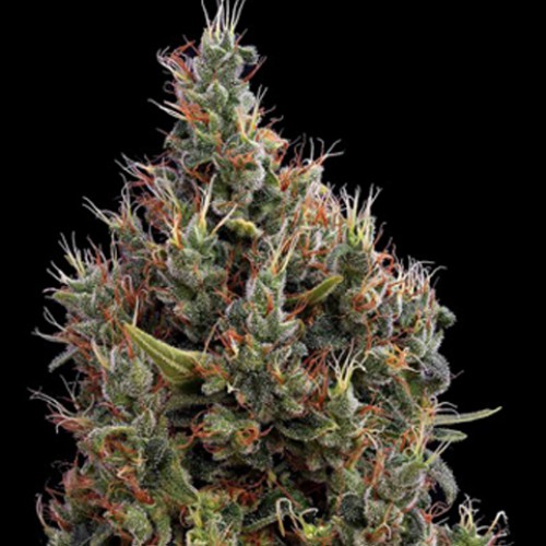 Big Bang насіння конопель: фото, характеристики, відгуки, опис