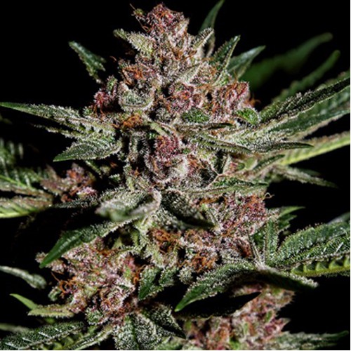 Bubba Kush Feminised насіння конопель: фото, характеристики, відгуки, опис Bubba Kush Feminised насіння конопель: фото, характеристики, відгуки, опис