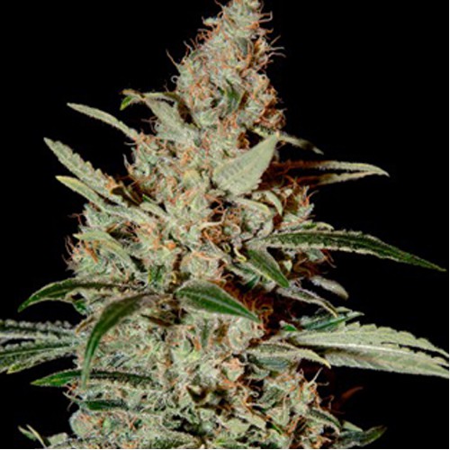 Chemdog Feminised насіння конопель: фото, характеристики, відгуки, опис