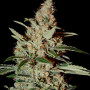 Chemdog Feminised насіння конопель: фото, характеристики, відгуки, опис