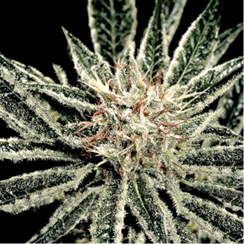 El Niño Feminised семена конопли: фото, характеристики, отзывы, описание