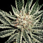El Niño Feminised семена конопли: фото, характеристики, отзывы, описание