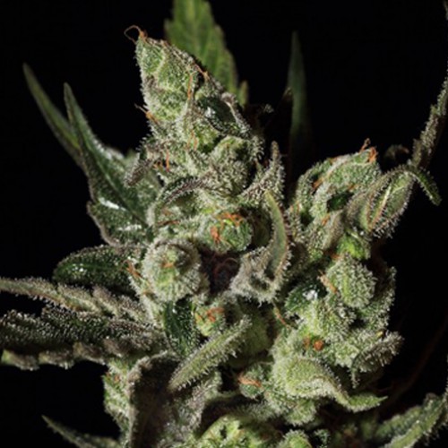 Exodus Cheese Feminised  насіння конопель: фото, характеристики, відгуки, опис