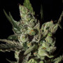 Exodus Cheese Feminised  насіння конопель: фото, характеристики, відгуки, опис