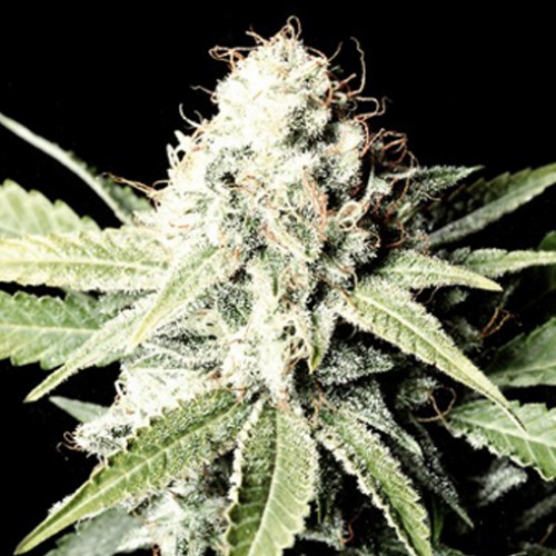 Great White Shark Feminised семена конопли: фото, характеристики, отзывы, описание