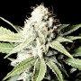 Great White Shark Feminised семена конопли: фото, характеристики, отзывы, описание