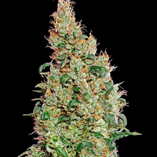 Auto Green-O-Matic Feminised семена конопли: фото, характеристики, отзывы, описание