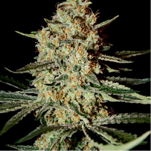 Himalaya Gold Feminised насіння конопель: фото, характеристики, відгуки, опис Himalaya Gold Feminised насіння конопель: фото, характеристики, відгуки, опис