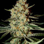 Himalaya Gold Feminised насіння конопель: фото, характеристики, відгуки, опис Himalaya Gold Feminised насіння конопель: фото, характеристики, відгуки, опис