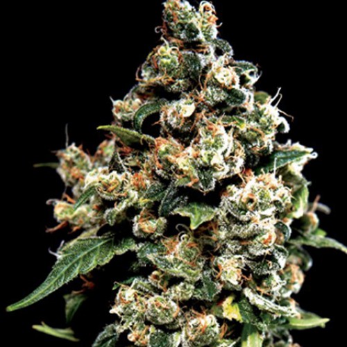 Jack Herer Feminised насіння конопель: фото, характеристики, відгуки, опис Jack Herer Feminised насіння конопель: фото, характеристики, відгуки, опис