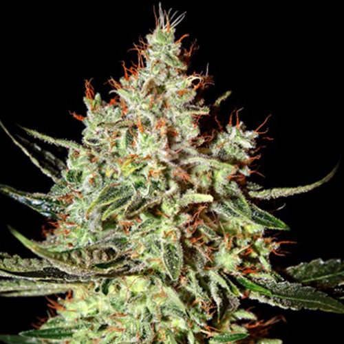 K-Train Feminised насіння конопель: фото, характеристики, відгуки, опис