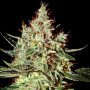 K-Train Feminised насіння конопель: фото, характеристики, відгуки, опис