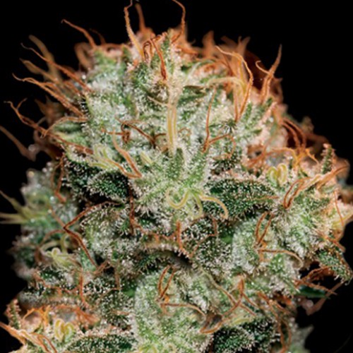 Kaia Kush Feminised насіння конопель: фото, характеристики, відгуки, опис