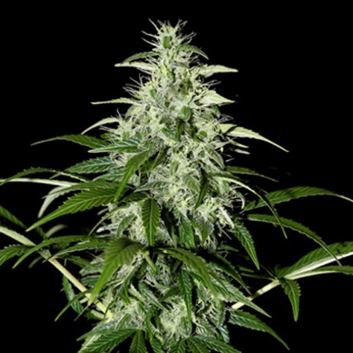 Kalashnikova Feminised насіння конопель: фото, характеристики, відгуки, опис