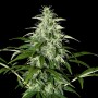 Kalashnikova Feminised насіння конопель: фото, характеристики, відгуки, опис