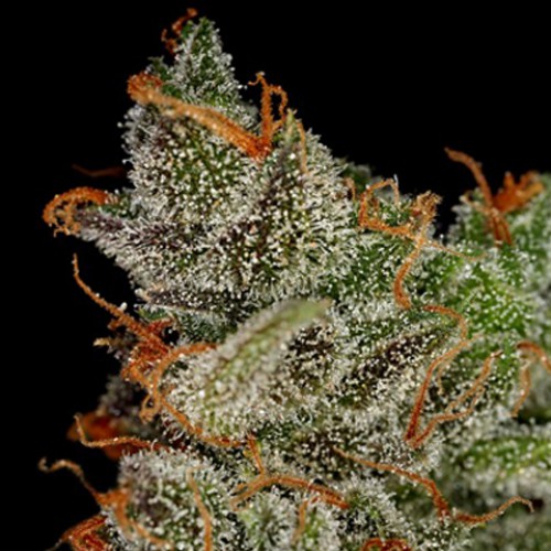 King's Kush Feminised семена конопли: фото, характеристики, отзывы, описание