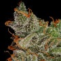King's Kush Feminised семена конопли: фото, характеристики, отзывы, описание