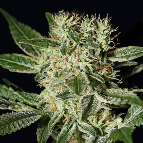 Ladyburn 1974 Feminised насіння конопель: фото, характеристики, відгуки, опис