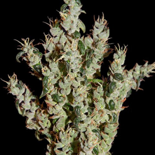 NL5 Haze Mist Feminised семена конопли: фото, характеристики, отзывы, описание