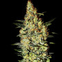 Neville's Haze Feminised семена конопли: фото, характеристики, отзывы, описание Neville's Haze Feminised семена конопли: фото, характеристики, отзывы, описание