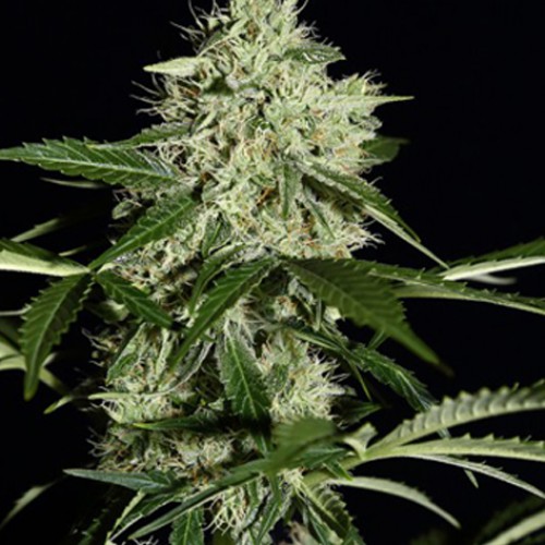 Auto Northern Lights Feminised насіння конопель: фото, характеристики, відгуки, опис