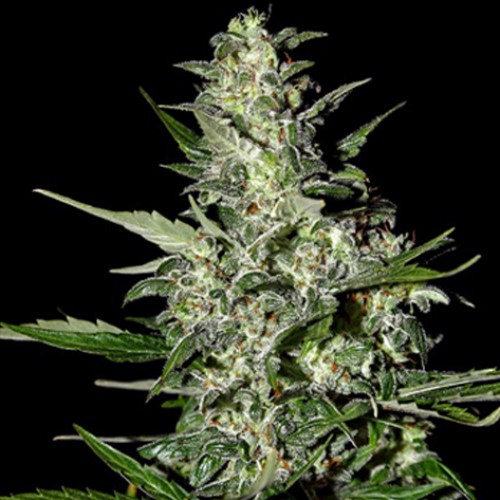 Auto Super Critical Feminised семена конопли: фото, характеристики, отзывы, описание Auto Super Critical Feminised семена конопли: фото, характеристики, отзывы, описание