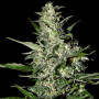 Auto Super Critical Feminised семена конопли: фото, характеристики, отзывы, описание Auto Super Critical Feminised семена конопли: фото, характеристики, отзывы, описание
