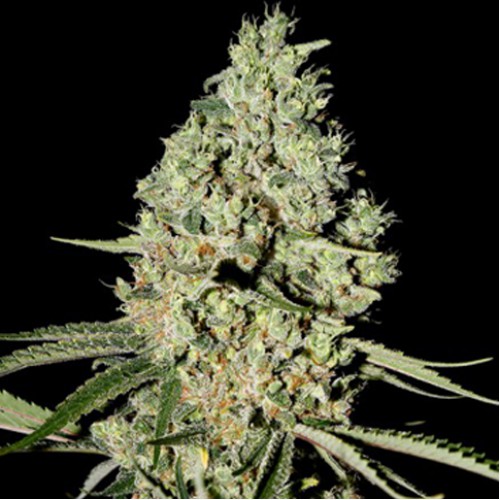 Super Critical Feminised семена конопли: фото, характеристики, отзывы, описание