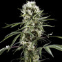 Super Lemon Haze Feminised семена конопли: фото, характеристики, отзывы, описание