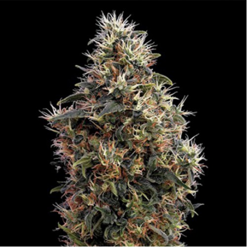 Auto Sweet Mango Feminised насіння конопель: фото, характеристики, відгуки, опис