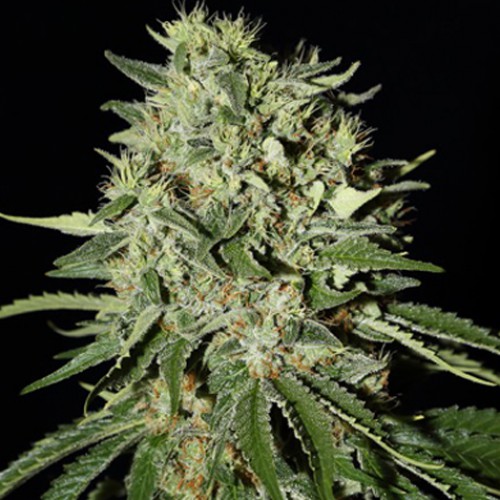 The Doctor Feminised семена конопли: фото, характеристики, отзывы, описание The Doctor Feminised семена конопли: фото, характеристики, отзывы, описание