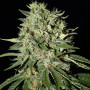 The Doctor Feminised семена конопли: фото, характеристики, отзывы, описание The Doctor Feminised семена конопли: фото, характеристики, отзывы, описание