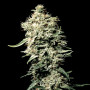 White Rhino Feminised насіння конопель: фото, характеристики, відгуки, опис White Rhino Feminised насіння конопель: фото, характеристики, відгуки, опис