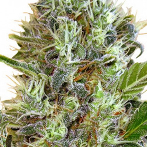 Somango  насіння конопель: фото, характеристики, відгуки, опис