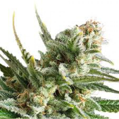 Amnesia - Feminised Neuro Seeds насіння конопель: фото, характеристики, відгуки, опис