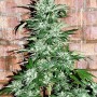AK 47  Feminised - NeuroSeeds семена конопли: фото, характеристики, отзывы, описание AK 47  Feminised - NeuroSeeds семена конопли: фото, характеристики, отзывы, описание
