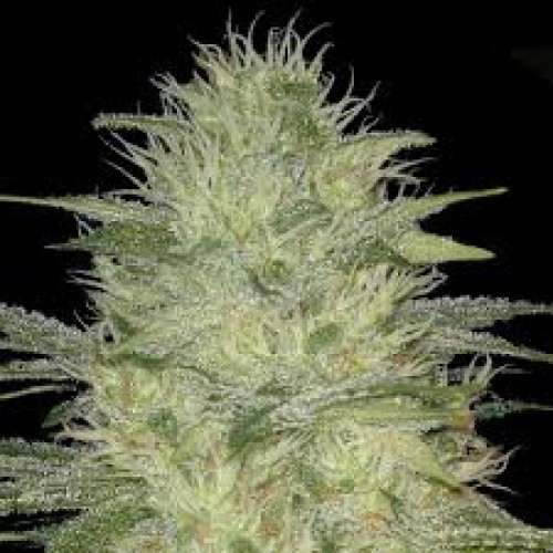 White Widow  семена конопли: фото, характеристики, отзывы, описание