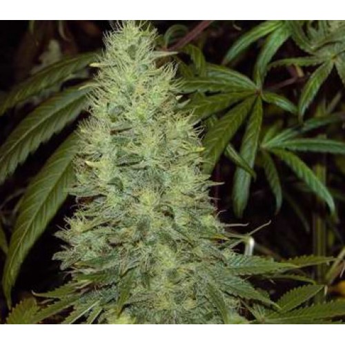 Northern Light  насіння конопель: фото, характеристики, відгуки, опис Northern Light  насіння конопель: фото, характеристики, відгуки, опис