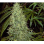 Northern Light  насіння конопель: фото, характеристики, відгуки, опис Northern Light  насіння конопель: фото, характеристики, відгуки, опис