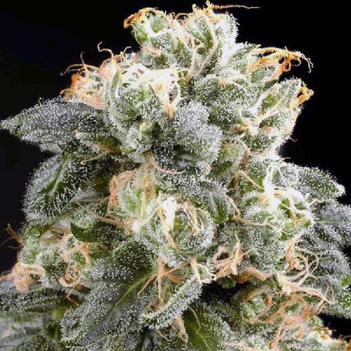 Silver Haze  семена конопли: фото, характеристики, отзывы, описание