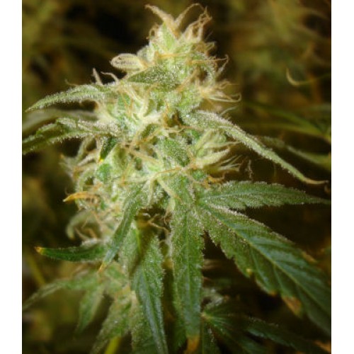 Super Skunk  насіння конопель: фото, характеристики, відгуки, опис