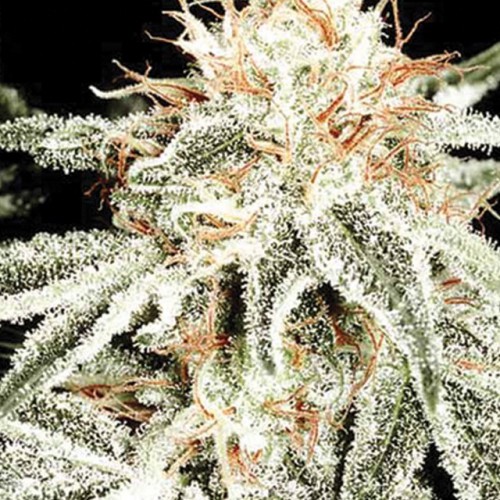 White Russian  семена конопли: фото, характеристики, отзывы, описание