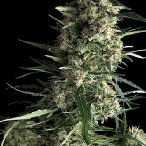 Auto Galaxy Feminised семена конопли: фото, характеристики, отзывы, описание