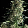 Auto Galaxy Feminised семена конопли: фото, характеристики, отзывы, описание