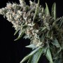 Auto Nefertiti Feminised семена конопли: фото, характеристики, отзывы, описание Auto Nefertiti Feminised семена конопли: фото, характеристики, отзывы, описание