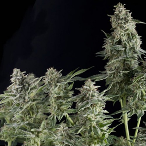 Auto Northern Lights Feminised  семена конопли: фото, характеристики, отзывы, описание